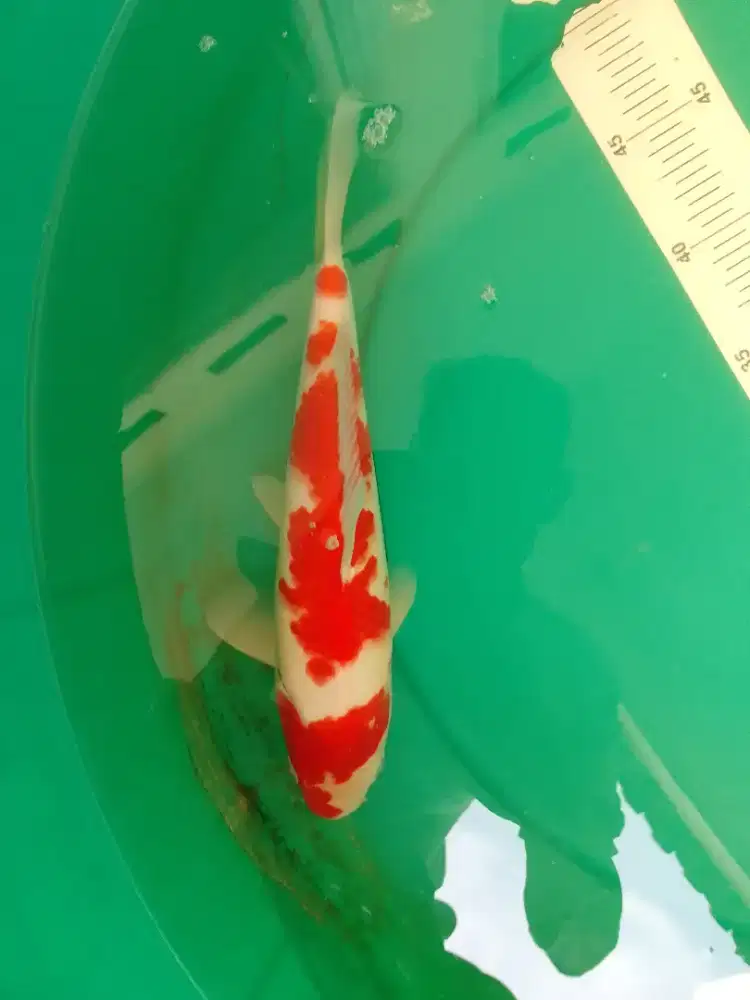 Ikan koi jenis Kohaku 32cm pola bagus
