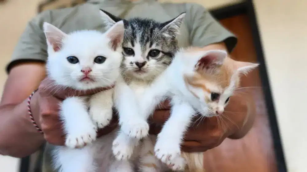 Anakan kucing anggora sehat lincah nafsu makan bagus kucing bersih