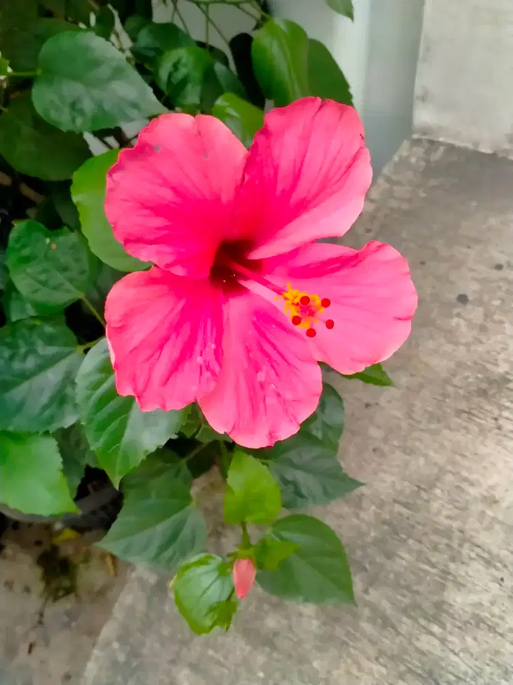 Jual tanaman bunga sepatu, bugenfile