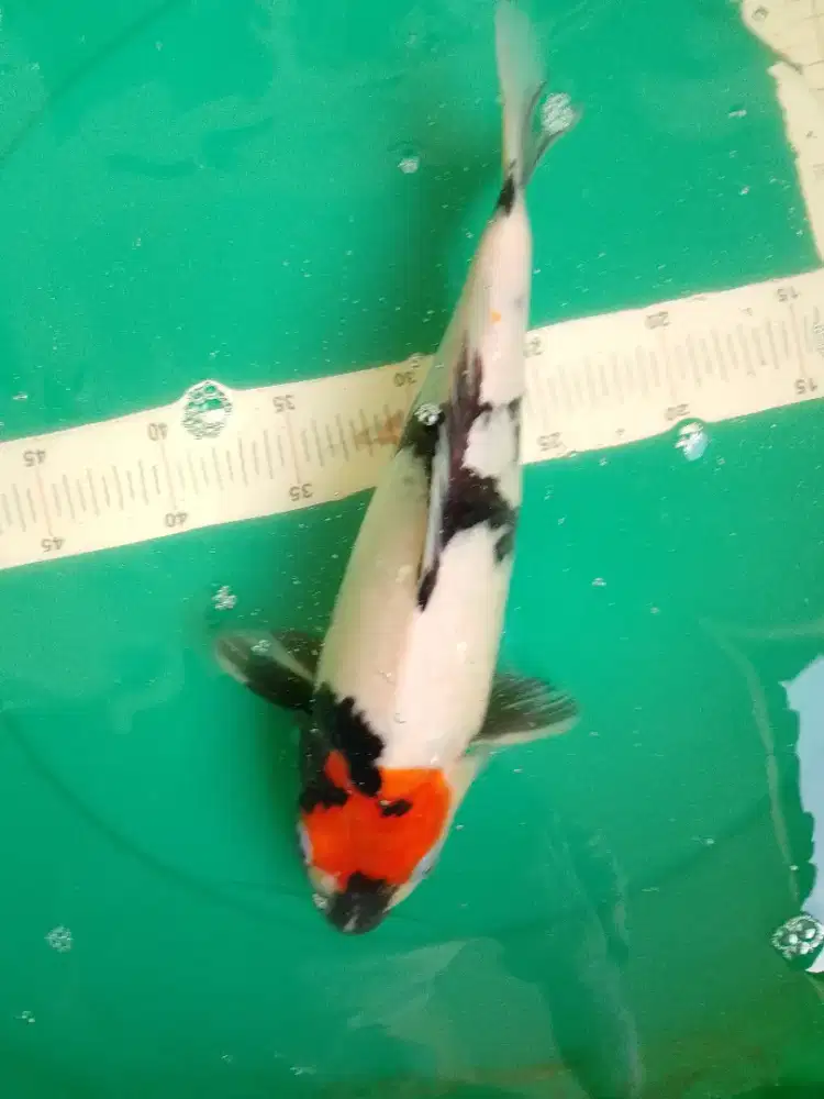 Ikan koi jenis Tancho Showa ukuran 36cm