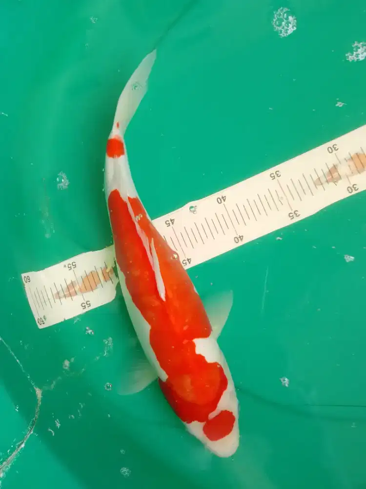 Ikan koi jenis Kohaku Doitsu 35cm bagus