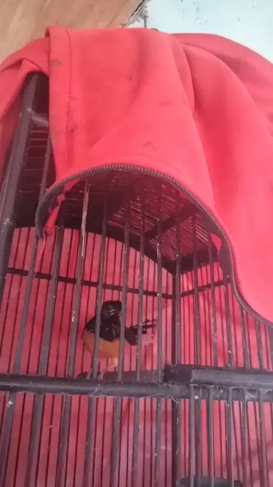 burung murai trotol jantan