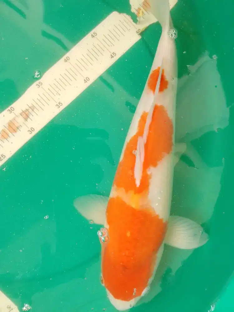 Ikan koi jenis Kohaku 44cm grade A
