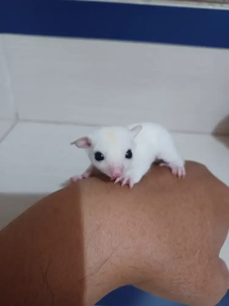 Baby Sugar Glider Leucistic