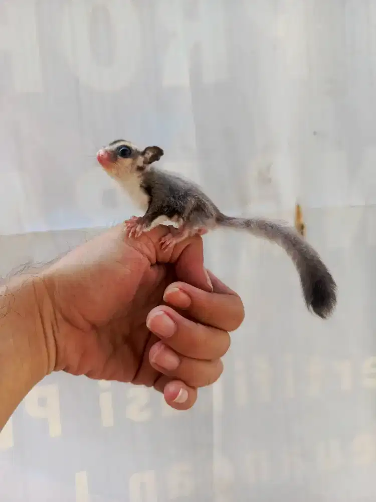 Sugar glider classic grey jantan