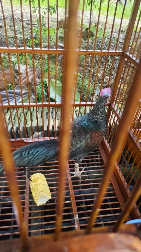 Ayam Hutan Hijau Menoreh