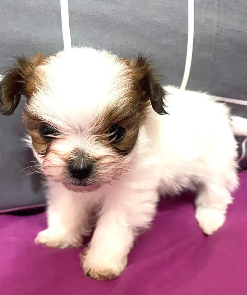 Anak anjing Jantan puppies mix Shih tzu poodle