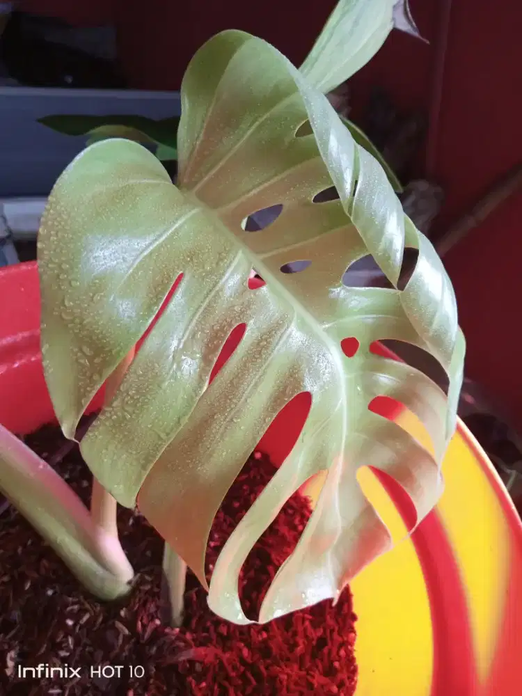 Tanaman Hias Monstera