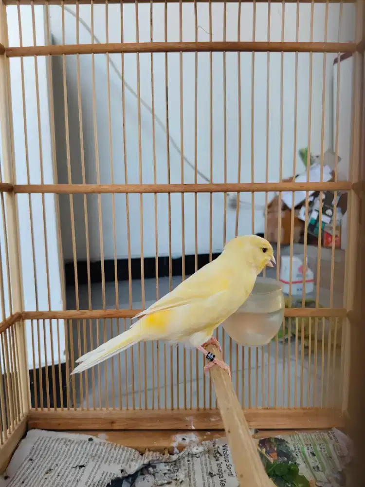 Kenari betina bodi besar