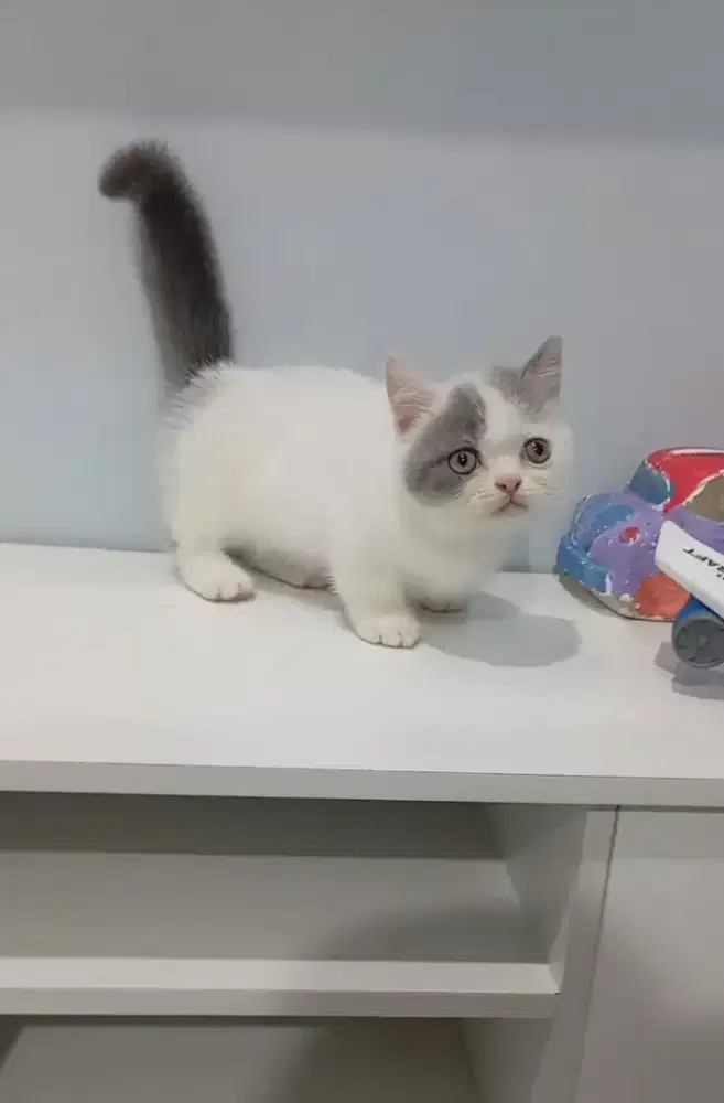Kitten Munchkin bicolour umur 2,5 bulan lucu bulet