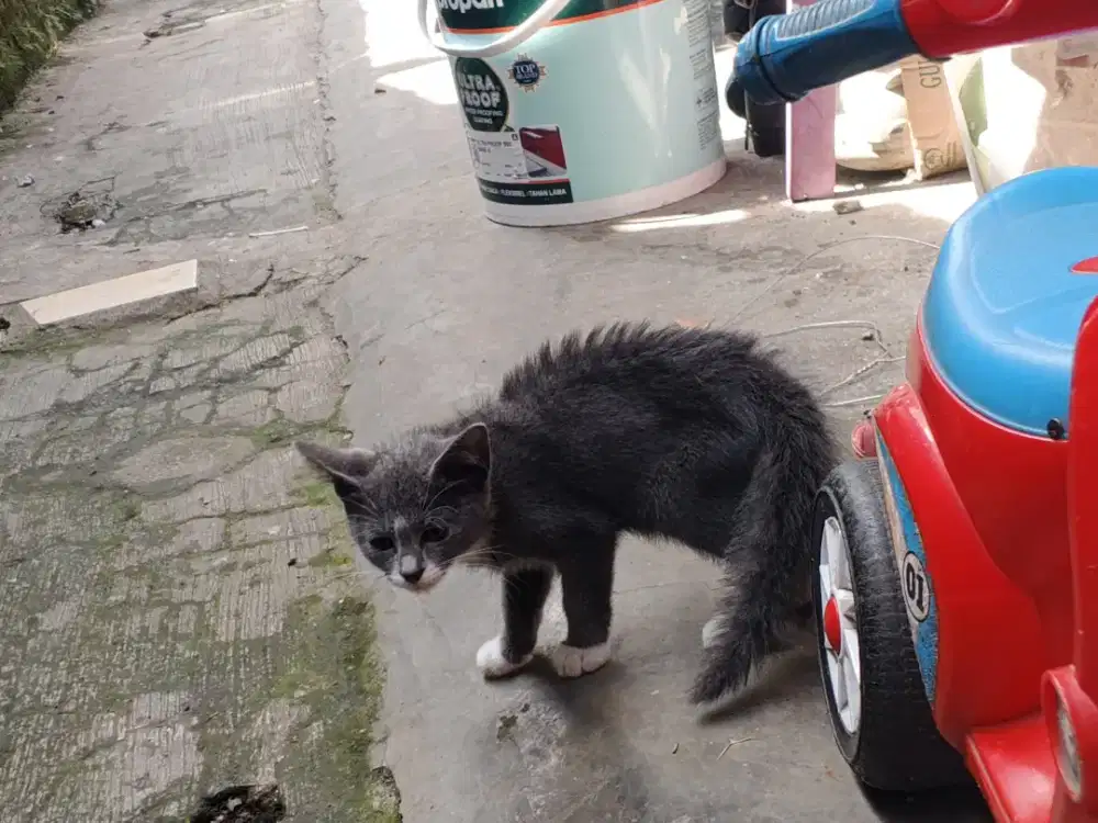 Kucing kitten persia abu putih jantan