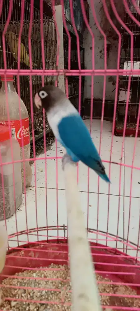 LB dark vio perso dewasa