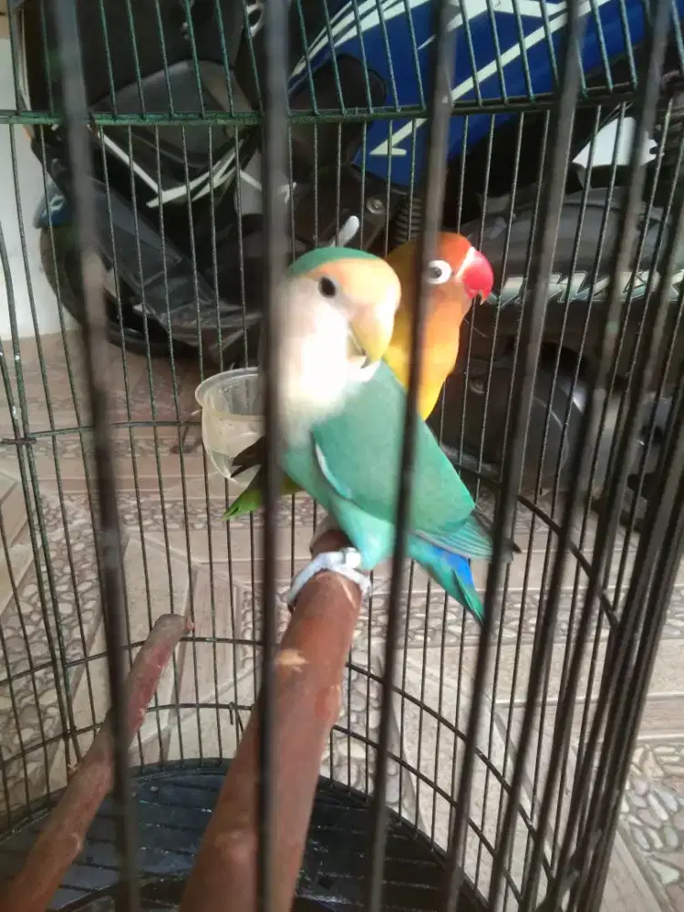 Lovebird Sepasang