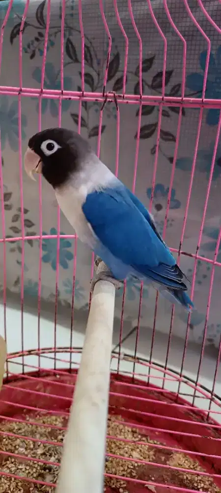 Dark vio perso mantul