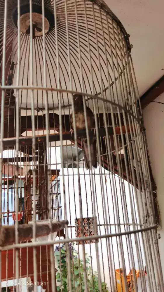 Jual cepet murai trotolan