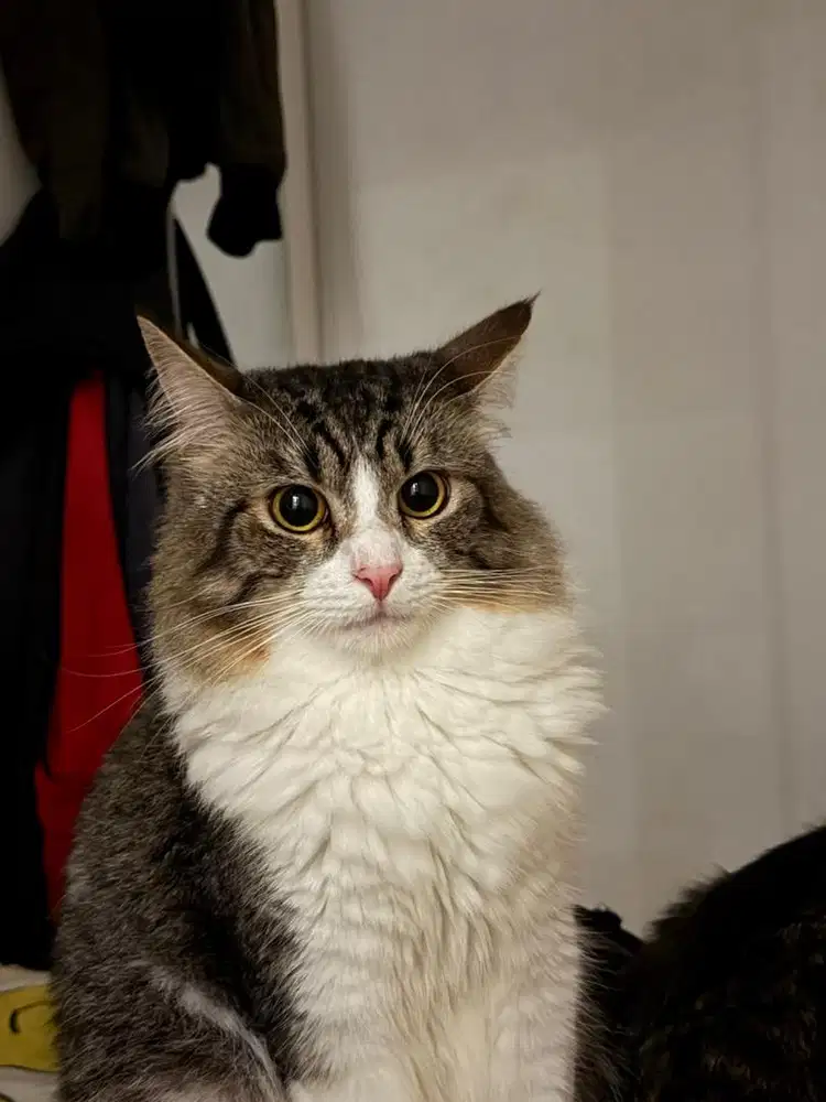 Open Adopsi Kucing Persia Mainecoon