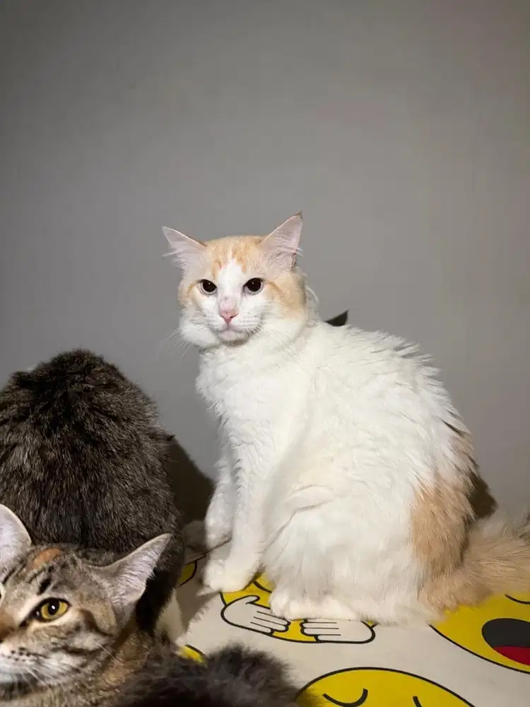 Open Adopsi Kucing Persia