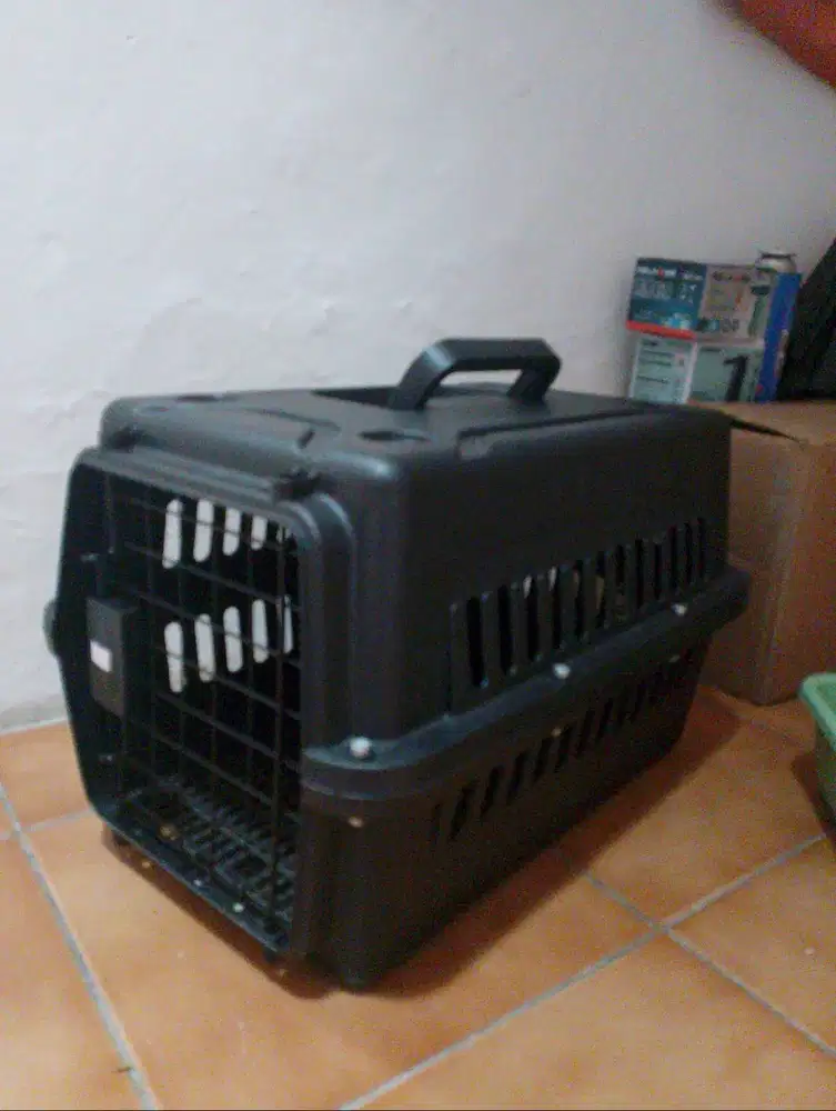 pet cargo kucing