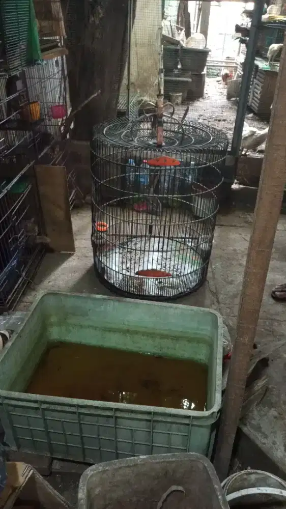 Kandang murai begitu adanya