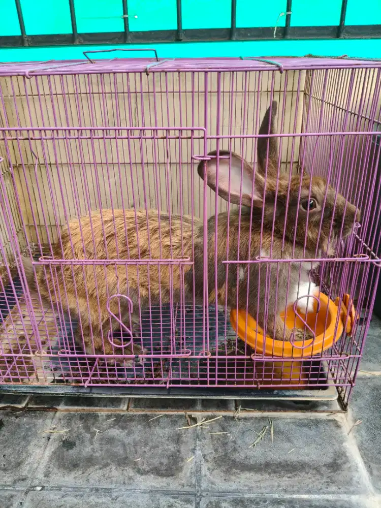 Menjual kelinci lokal premium pejantan betina siap kawin