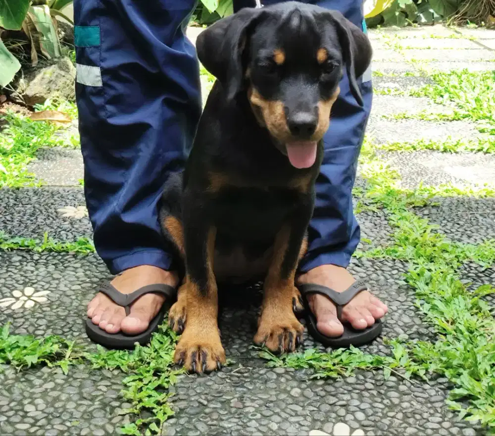 Rottweiler puppies/anakan rottweiler