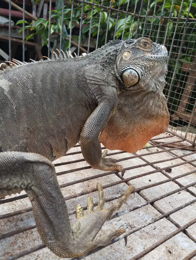 Hewan Reftil Iguana