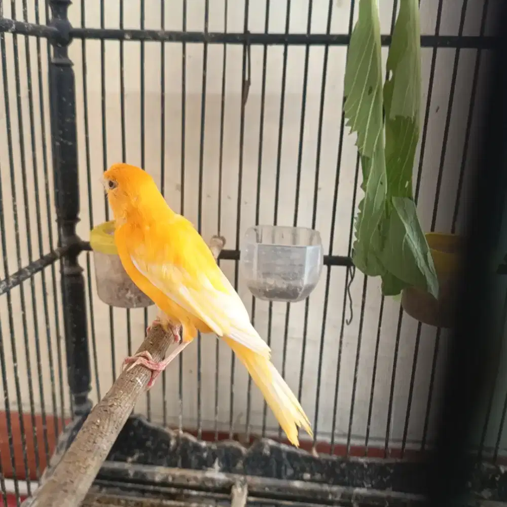 Kenari Gacor Warna Cerah.