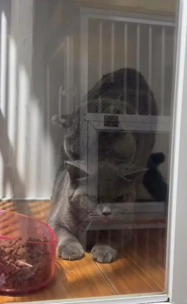 BSH female hamill british shorthair