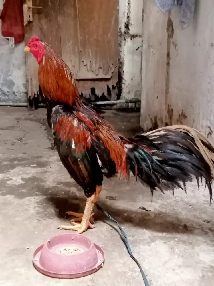 Ayam jago bangkok
