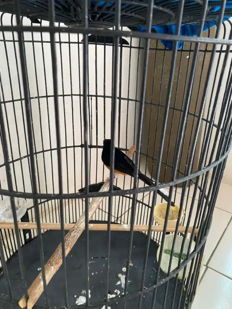 MH pastol udah voor pake ring body kecil wiklus jual BU