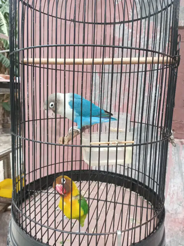 Sepasang burung Lovebird dewasa