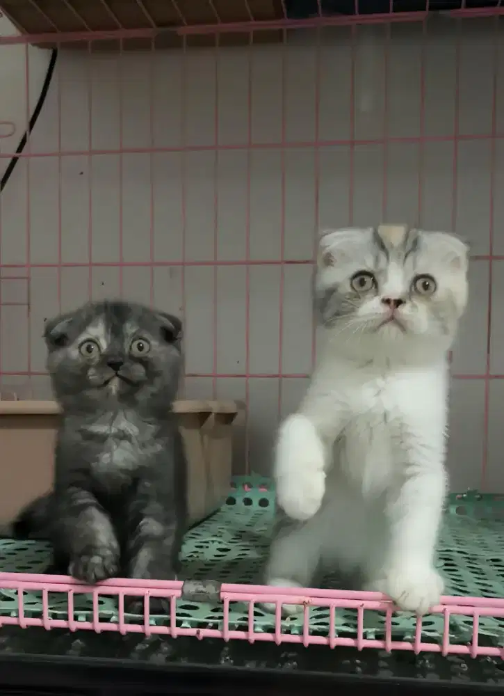 KUCING SCOTTISH FOLD