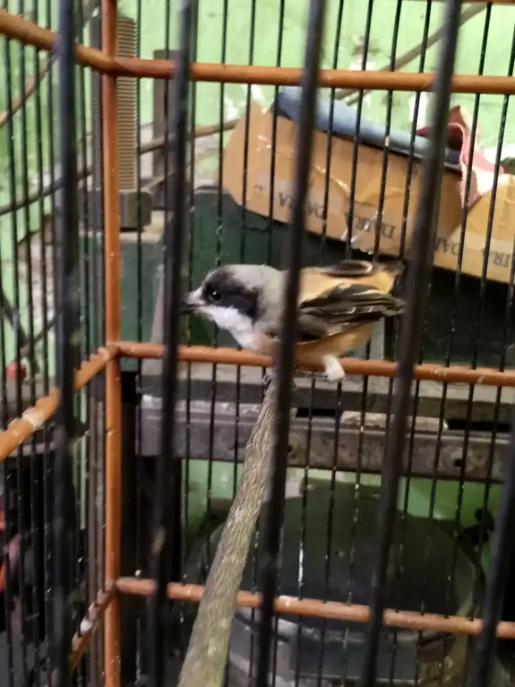 Pentet bahan purtotal burja