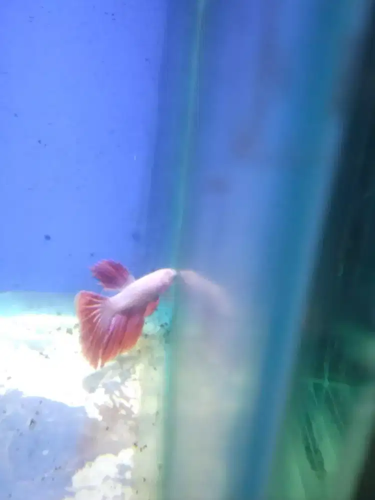 Ikan cupang crowntail dan Halfmoon