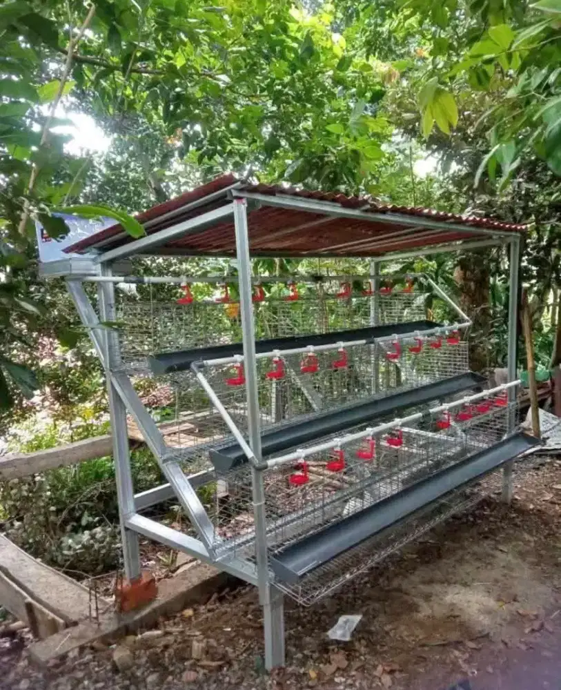 Kandang ayam petelur