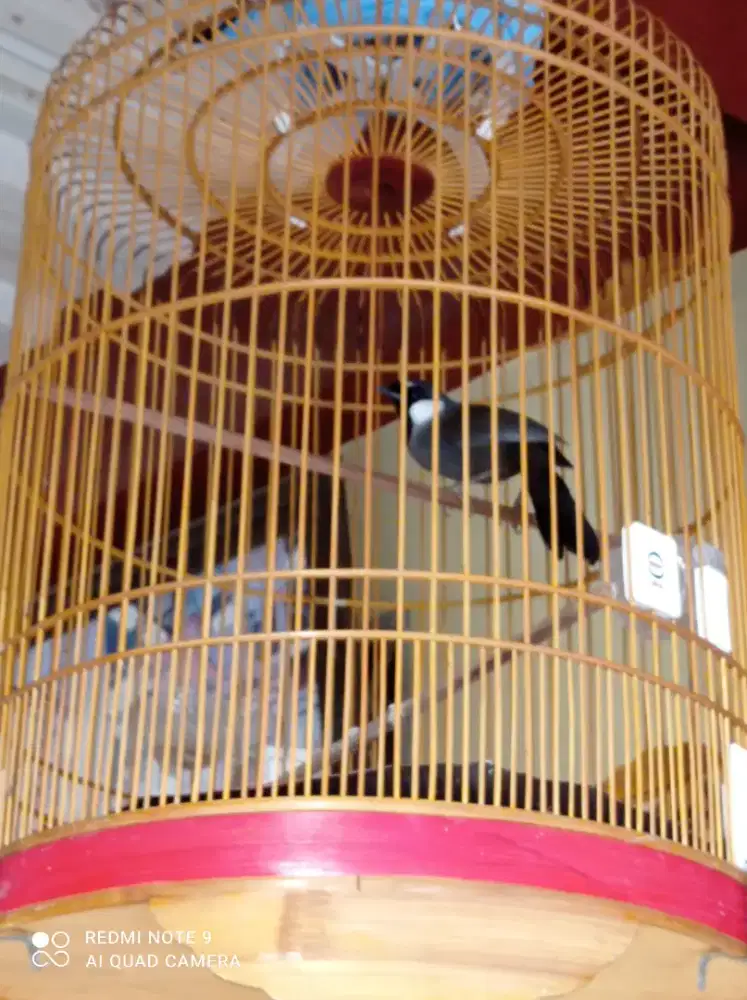 Poksai Hongkong gacor