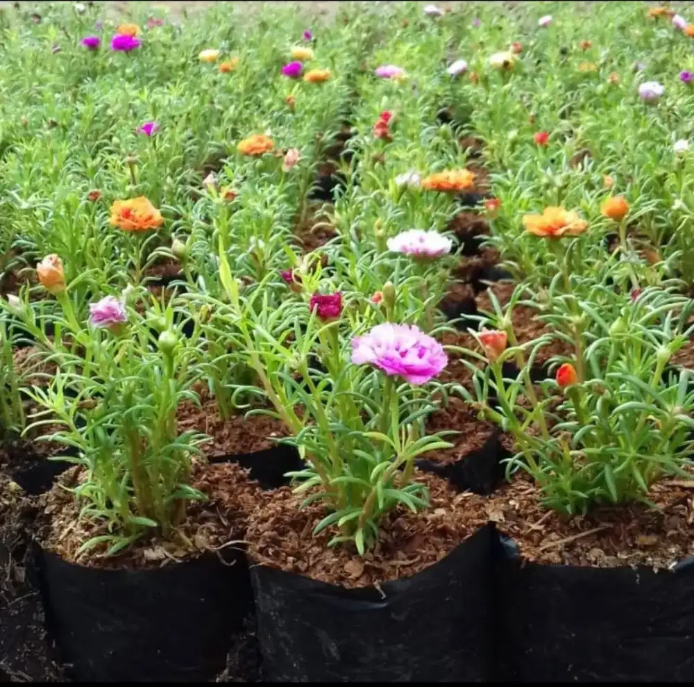 Pohon hias gelang 4, warna warni