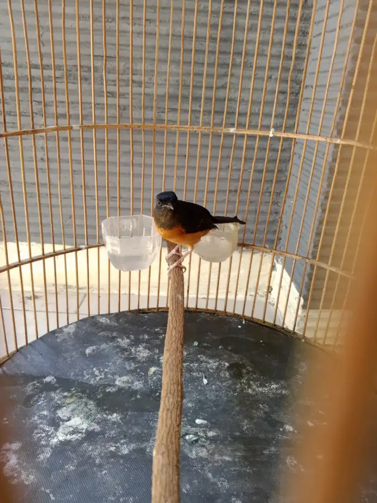 trotol murai usia 5 bulan mau mutasi