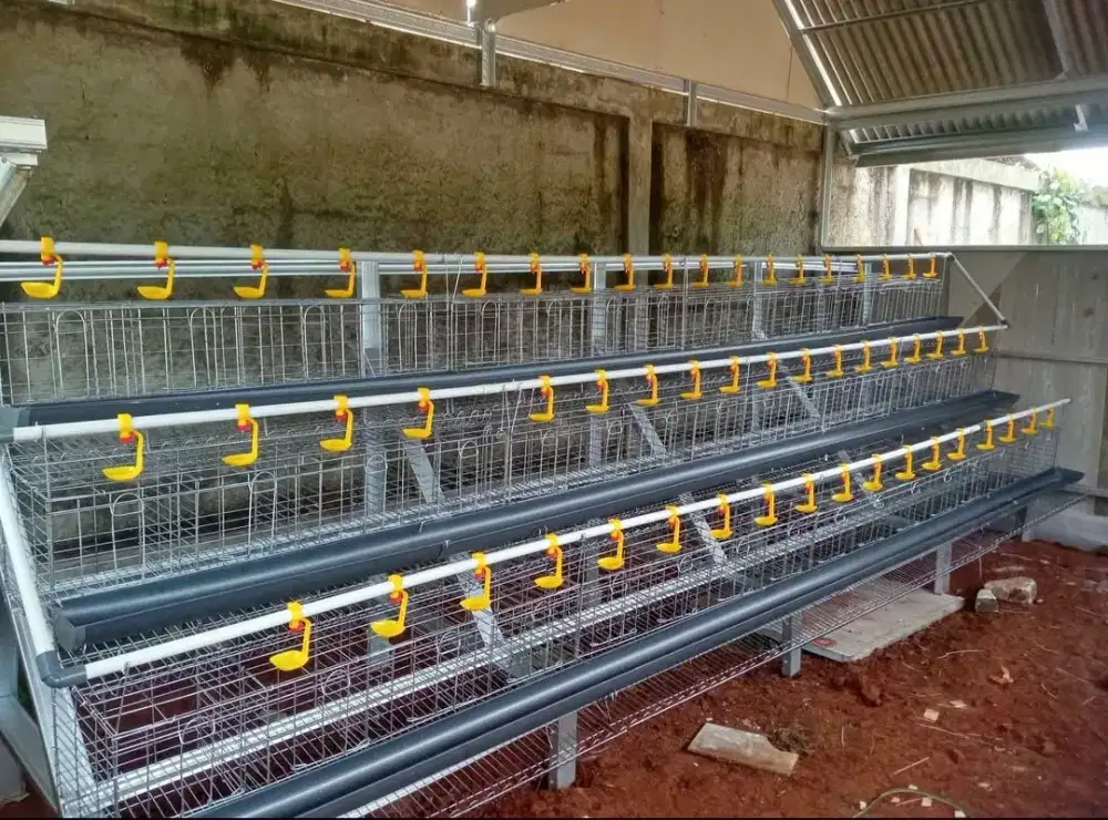 Kandang ayam petelur galvanis
