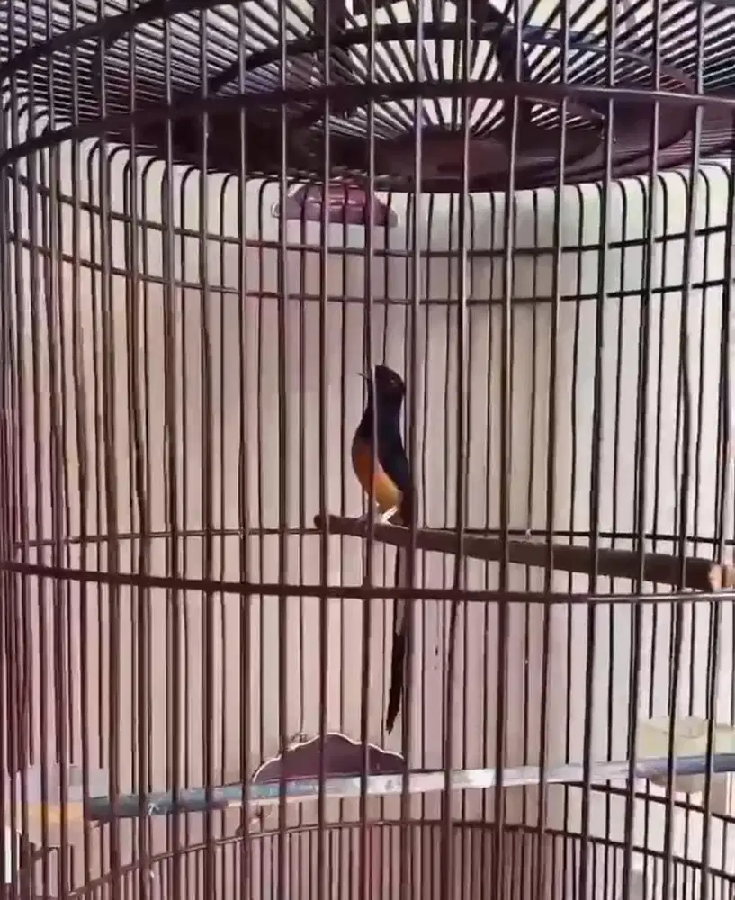 murai batu BAHOROK ORI HUTAN PRESTASI ANGET