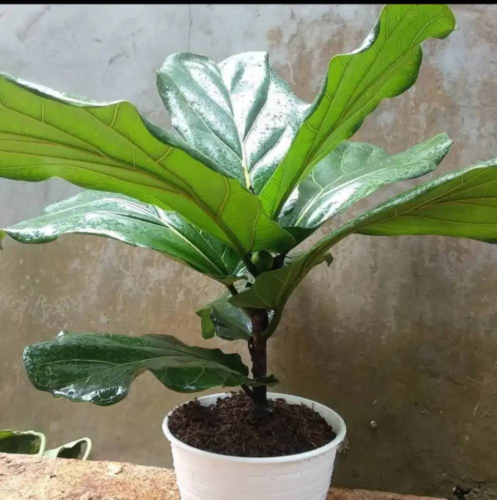 Pohon hias biola cantik