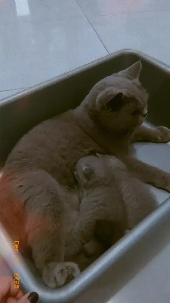 LA BSH solid blue bawa semua