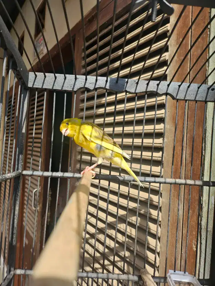 Kenari loper postur ajib gacor dor