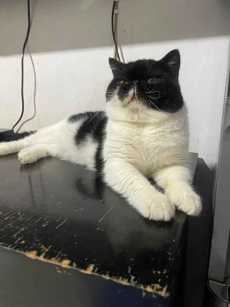 Kucing persian exotic