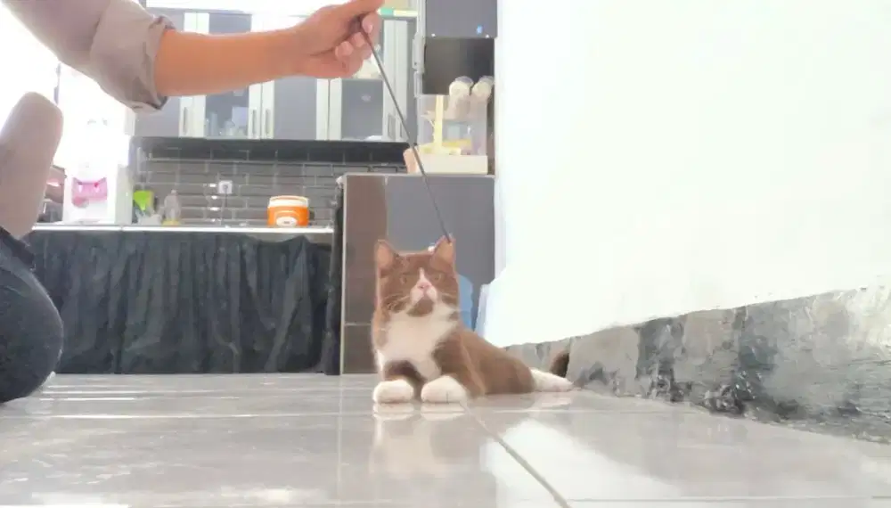 KUCING BSH BRITISH SHORTHAIR BICO CHOCO FAWN KITTEN