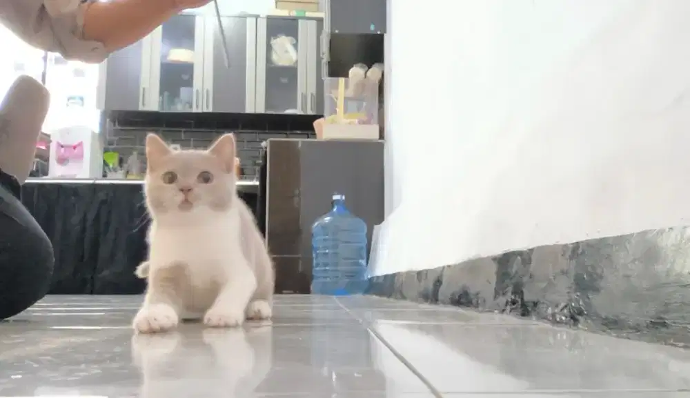 KUCING BSH BRITISH SHORTHAIR BICO CHOCO FAWN KITTEN