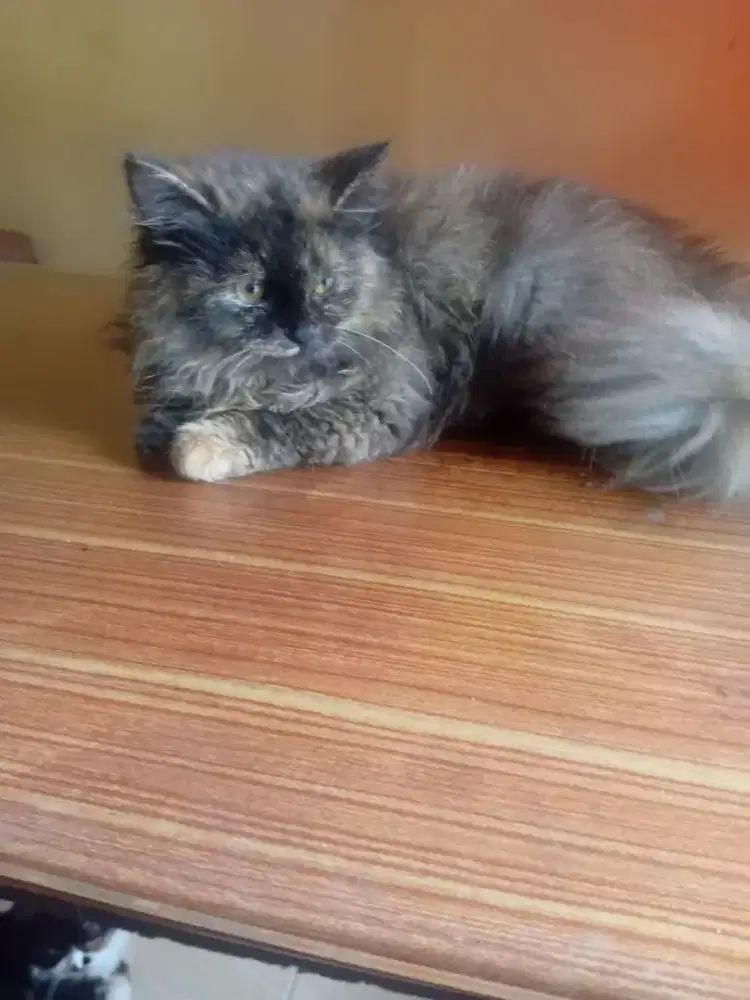 Kucing persia betina