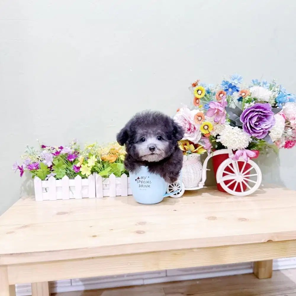 Best quality teacup silver poodle male cebol pesek bulu super tebal