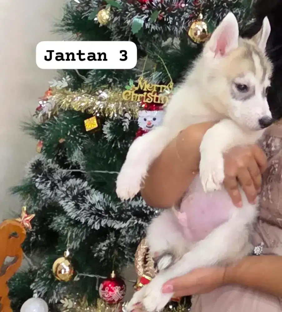 Anakan husky usia 2 bulan