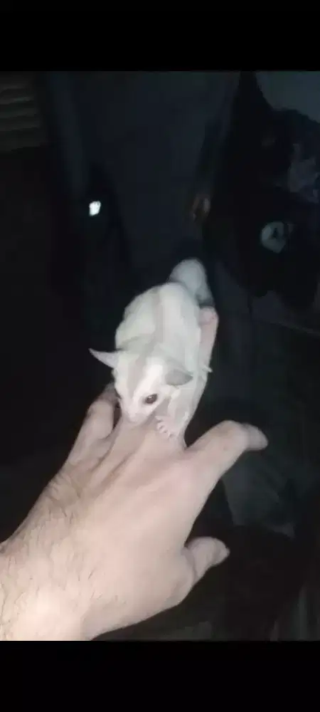 Sugar Glider Creamino